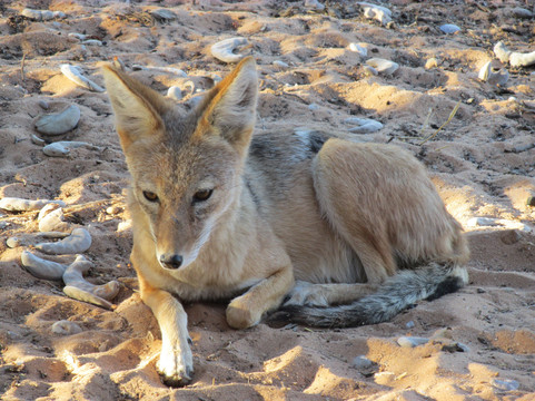 Kalahari Tented Camp主图