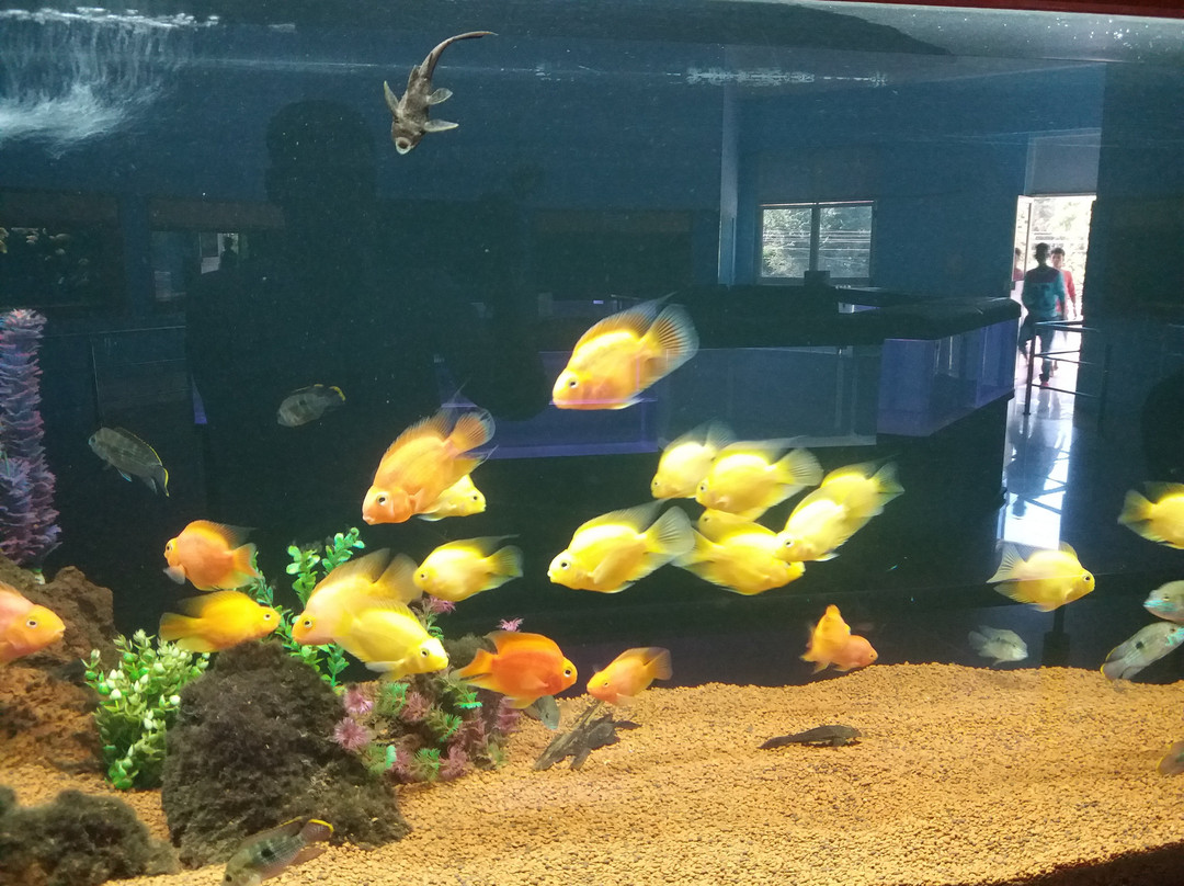 Karwar Aquarium-Karwar必去景点