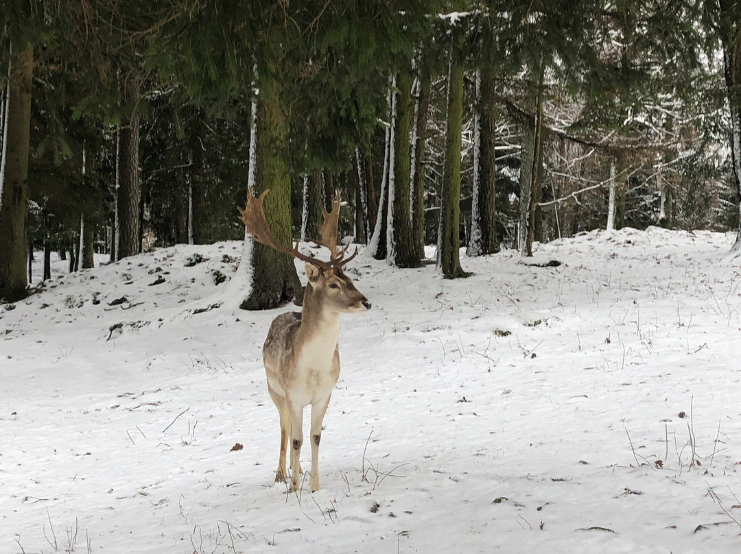 Wildpark Hundshaupten景点图片
