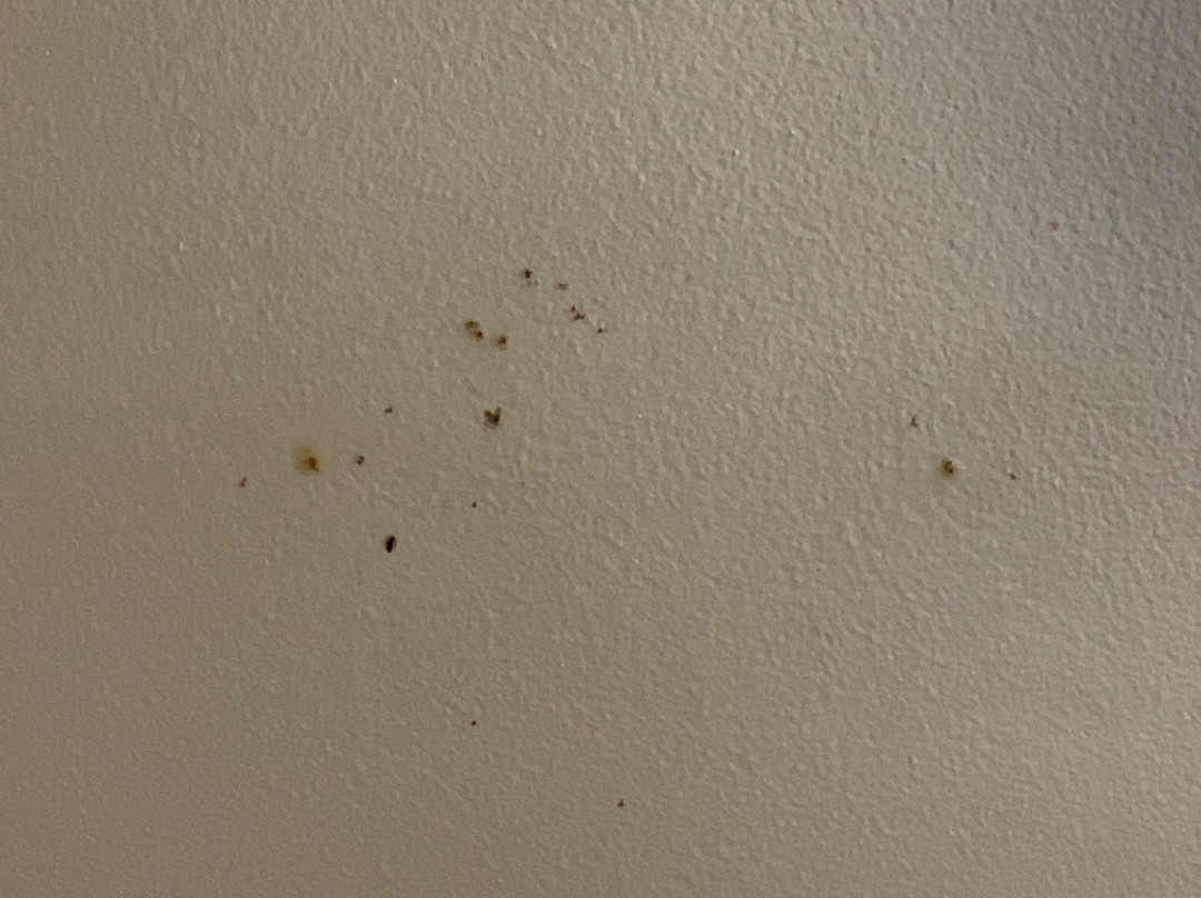 Bathurst Motor Inn主图