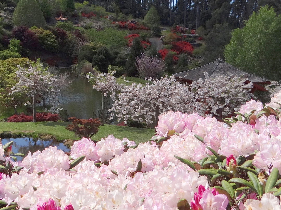Emu Valley Rhododendron Garden-伯尼必去景点