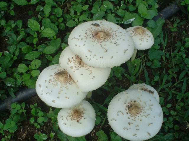 EcoLodge "La Bonita"主图