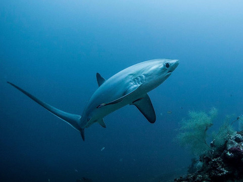 DiveGuys Cebu-马丹岛必去景点