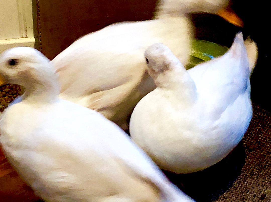 The Gobbett Rare Breeds Farm & Nursery-Kidderminster必去景点