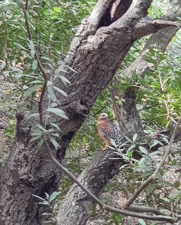Oak Canyon Nature Center-阿纳海姆必去景点