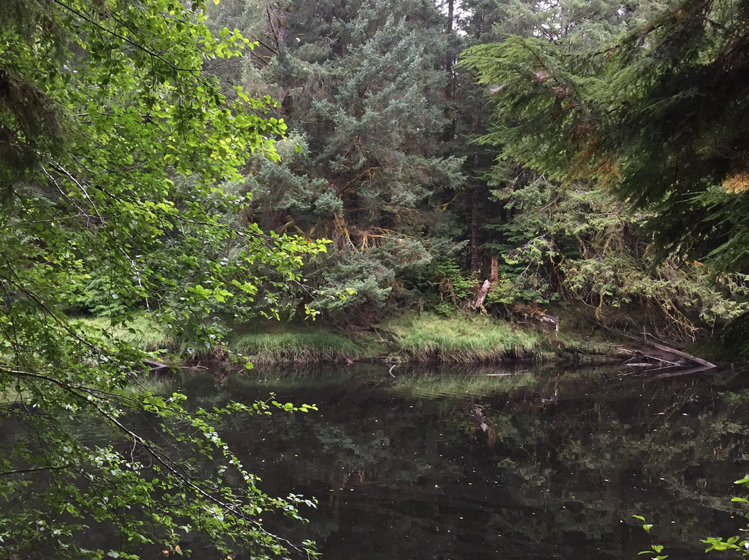 Golden Spruce Trail-Port Clements必去景点