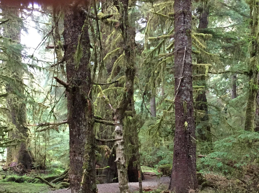 Golden Spruce Trail-Port Clements必去景点