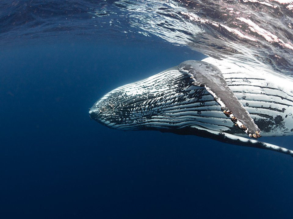 Whales in the Wild-Neiafu必去景点