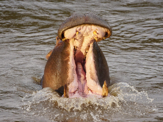 Sheben Safaris-蒙巴萨必去景点