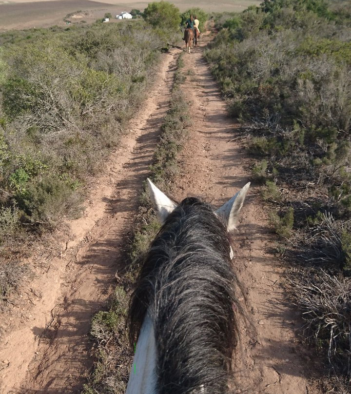 Holistic Horse Paddock Paradise景点图片