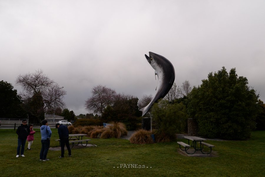 Rakaia Salmon Statue景点图片