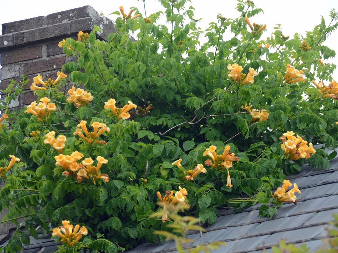 Judith Queree's Garden-St. Ouen必去景点