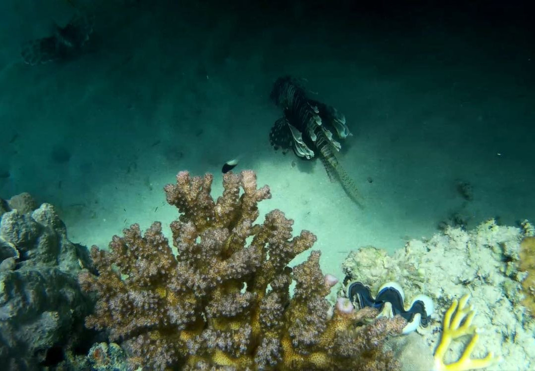 TGI Diving Marsa Alam景点图片