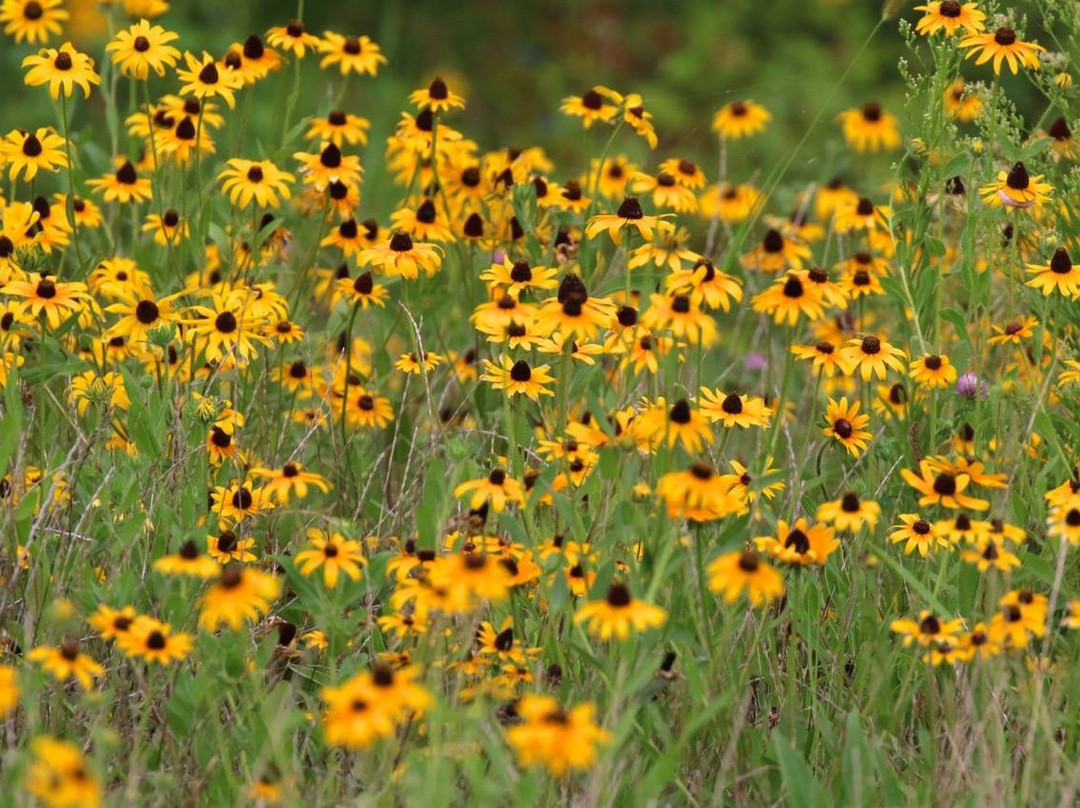 Cullen Park-托莱多必去景点