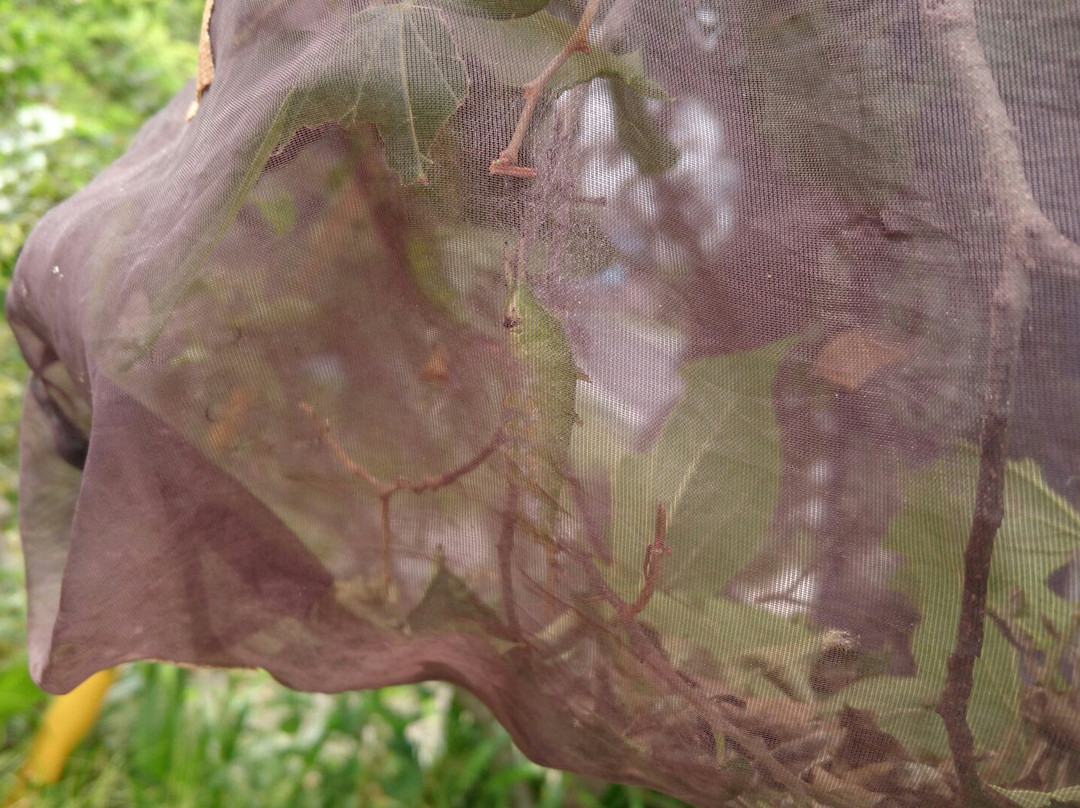 Katakuri to Omurasaki no Forest-小川町必去景点