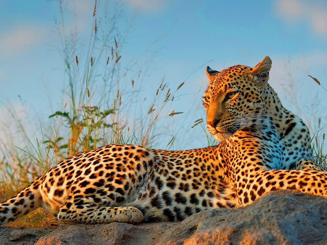 African Safari Group-开普敦必去景点