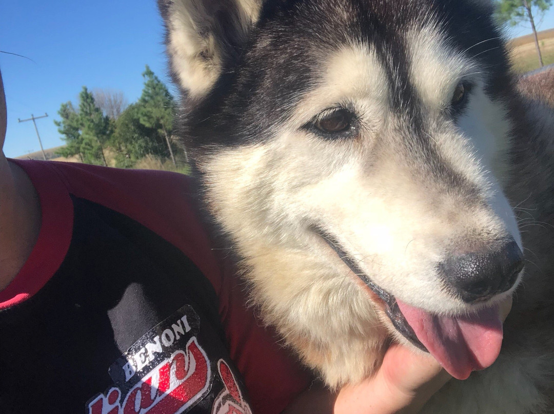 Huskyromi Wolf Sanctuary-伯利恒必去景点