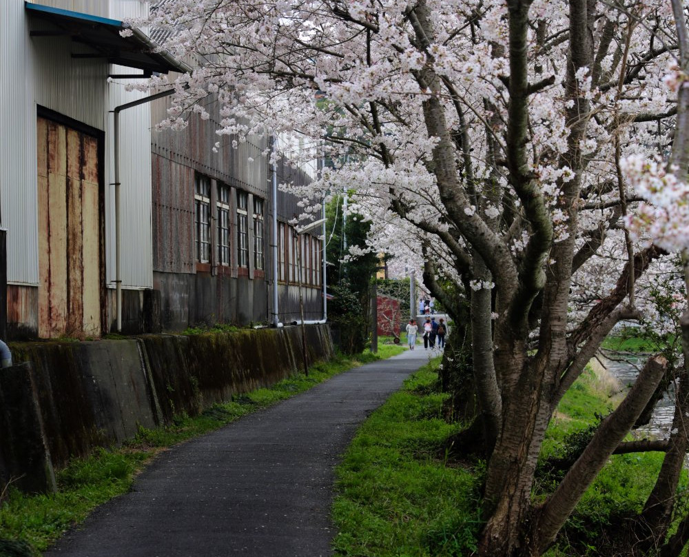 Katsumata River Cherry Blossoms景点图片