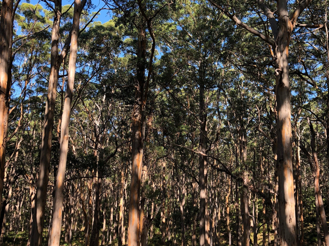 Forest Grove National Park景点图片