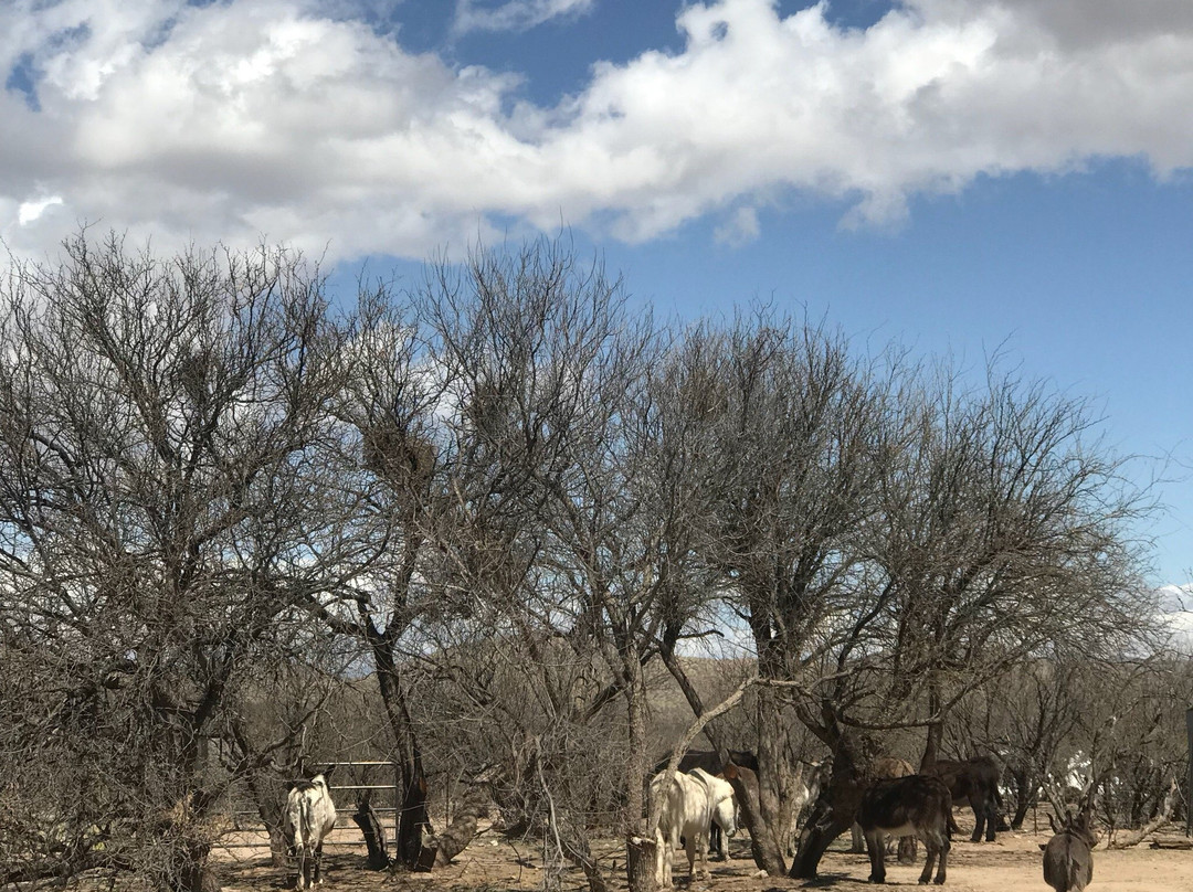 Forever Home Donkey Rescue-Benson必去景点