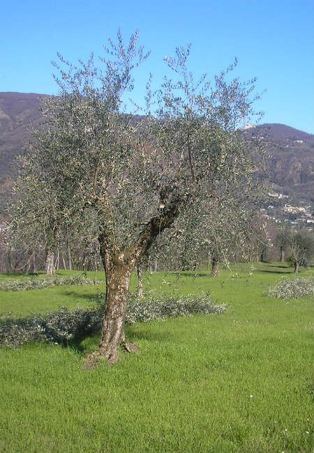 Agriturismo la Scala主图