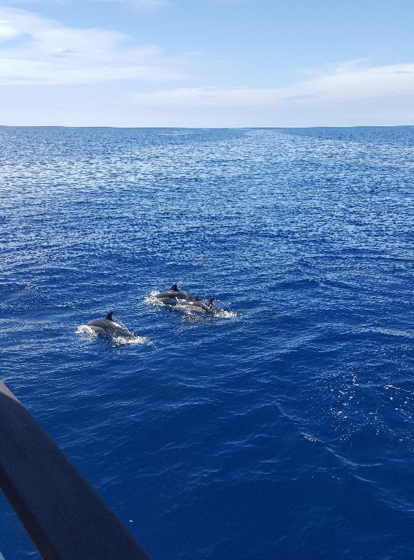 Bay Explorer Dolphin and Wildlife Cruise景点图片