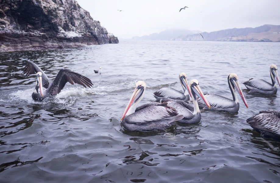 South Birding Peru景点图片