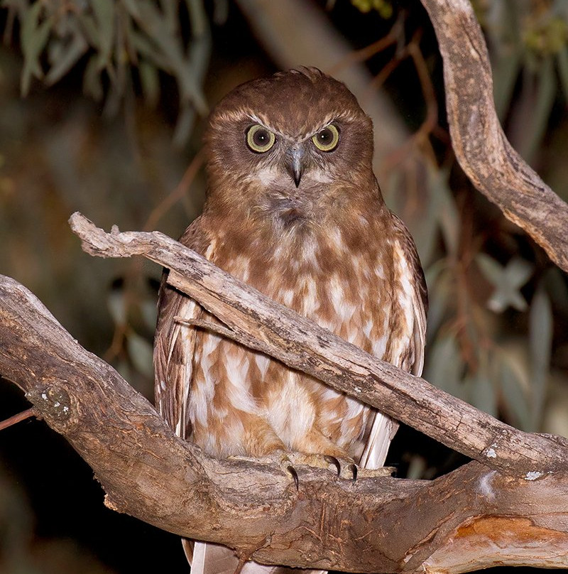 Wombat Discovery Tours-戴尔斯福特必去景点