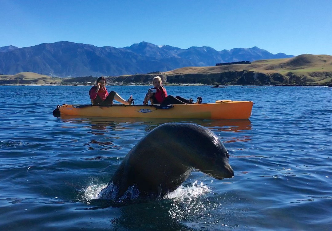 Seal Kayak Kaikoura-Kaikoura必去景点