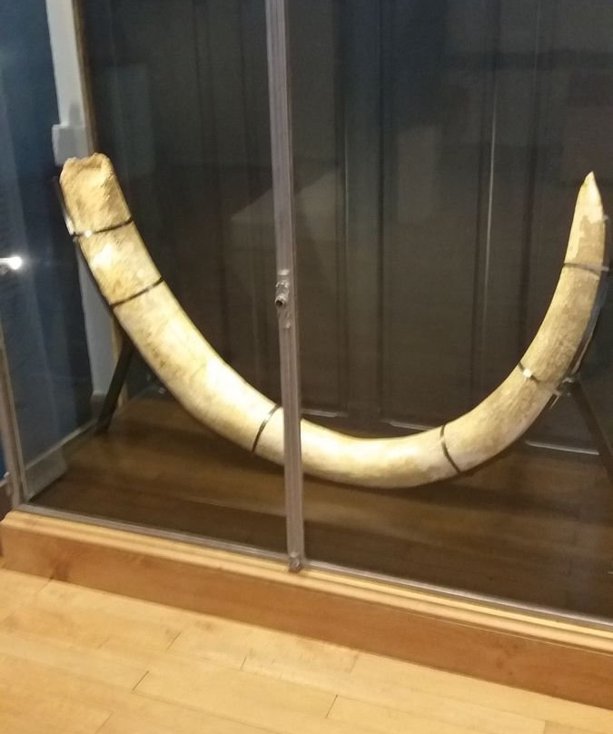 Musee des Beaux-Arts et d'Archeologie-维埃纳必去景点