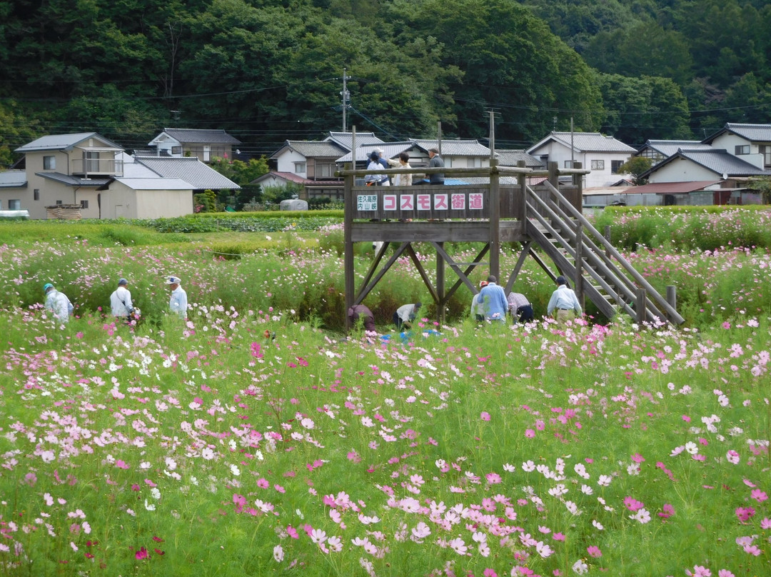 Cosmos Kaido-佐久市必去景点