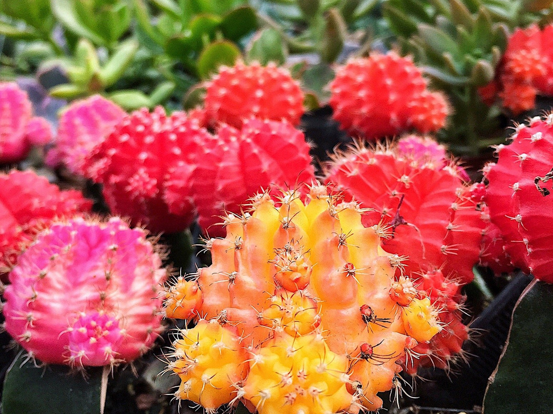 Anna's Garden, Home & Wellness-Kingsville必去景点