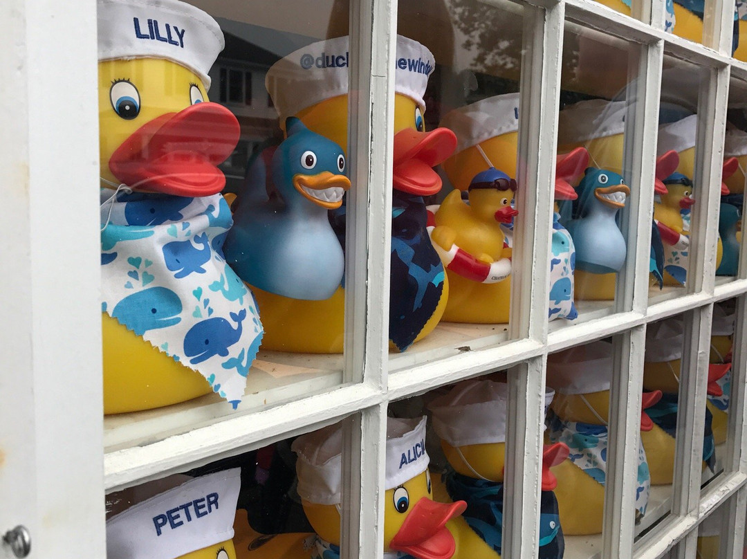 Ducks in the Window景点图片