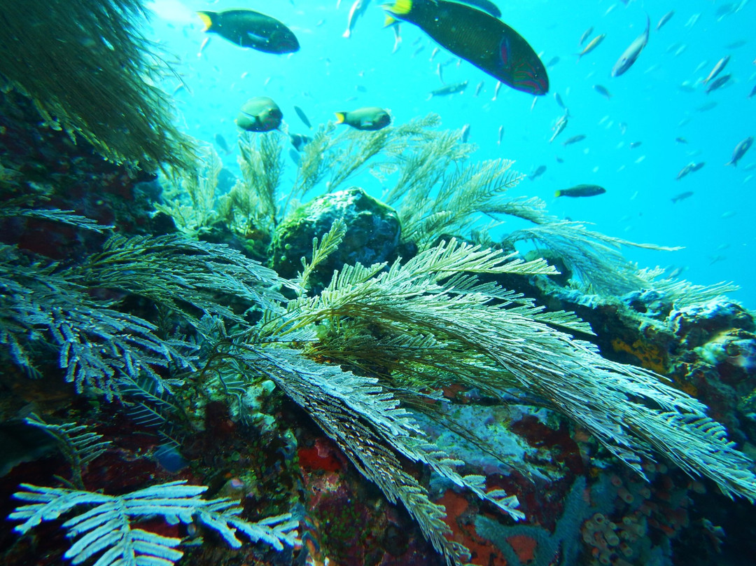 Batu Bolong Reef景点图片