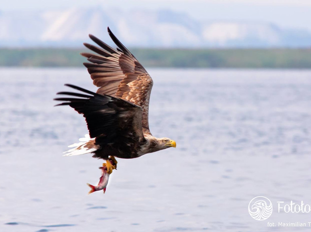 Fotołowy  - Orły z Bliska (Eagles of the Oder Delta )景点图片