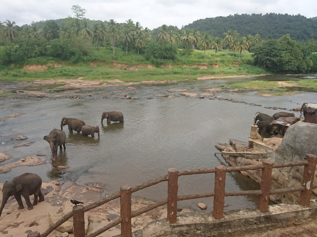 Pinnawala Jumbos-凯格勒 必去景点