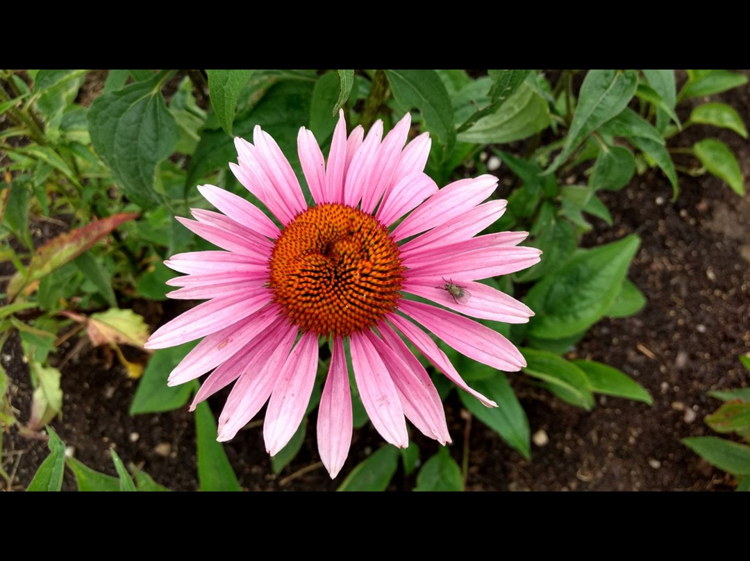 The Jam Farm-拉丁顿必去景点