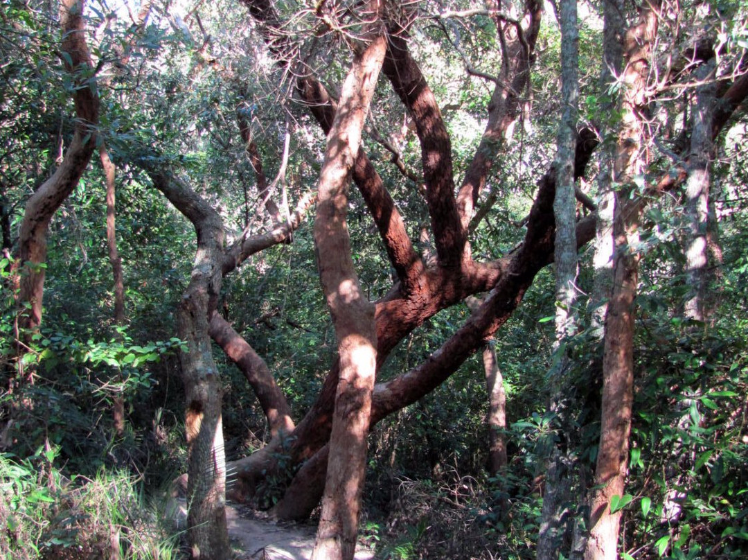 Crackneck Lookout Coast Walk-Bateau Bay必去景点