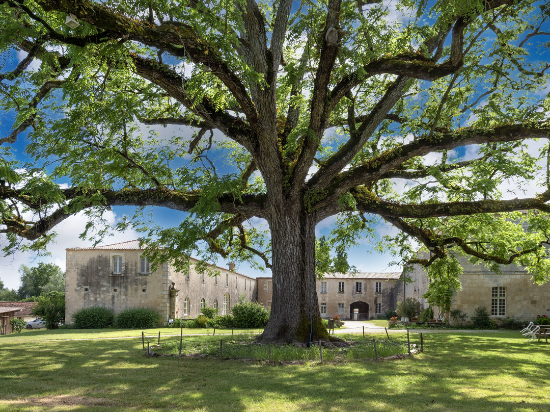 Abbaye Notre - Dame De Sablonceaux景点图片