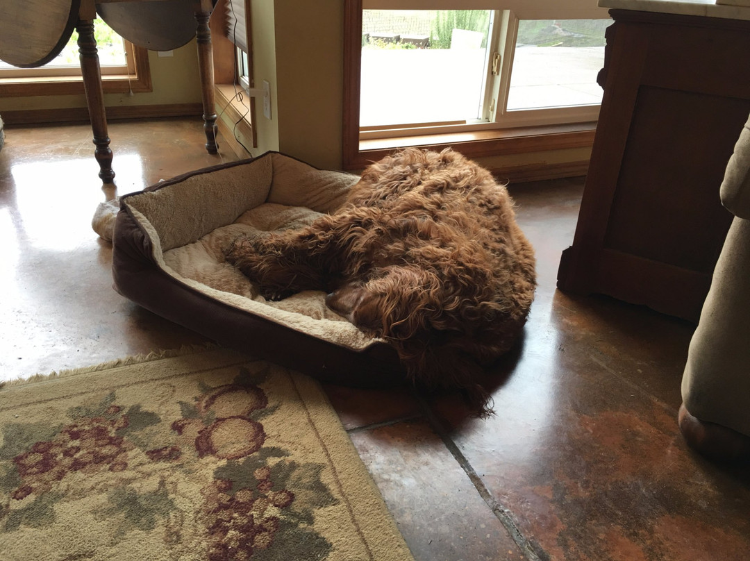 Airlie Winery-Monmouth必去景点