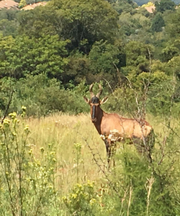 Faerie Glen Nature Reserve景点门票图片
