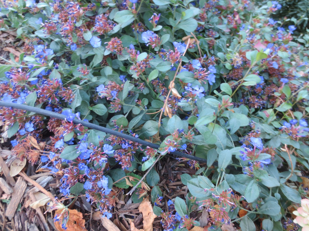 Sherwood Demonstration Garden-普莱瑟维尔必去景点