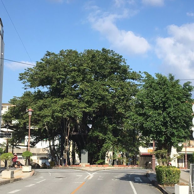 Nago Himpun Banyan Tree-名护市必去景点