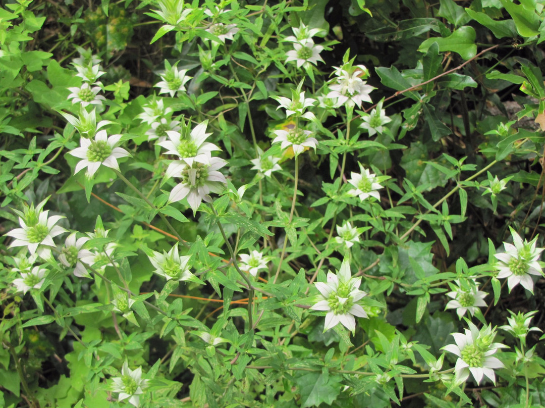 Churchhouse Hammock Boardwalk and Primitive Trails-克里斯特尔里弗必去景点