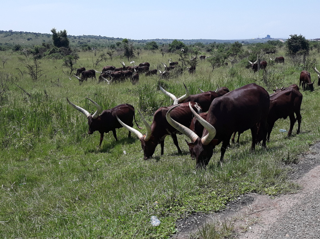 African Adventure Travellers景点图片