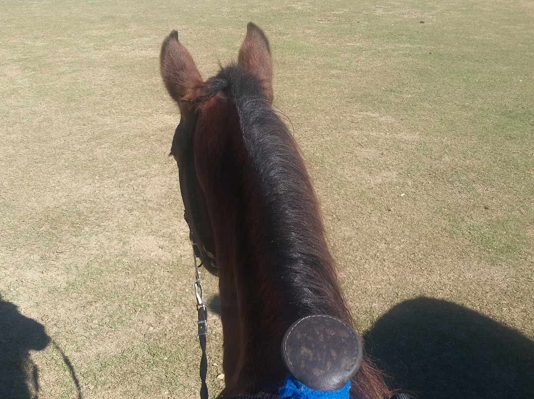 Sunflower Farm and Ranch-Folsom必去景点