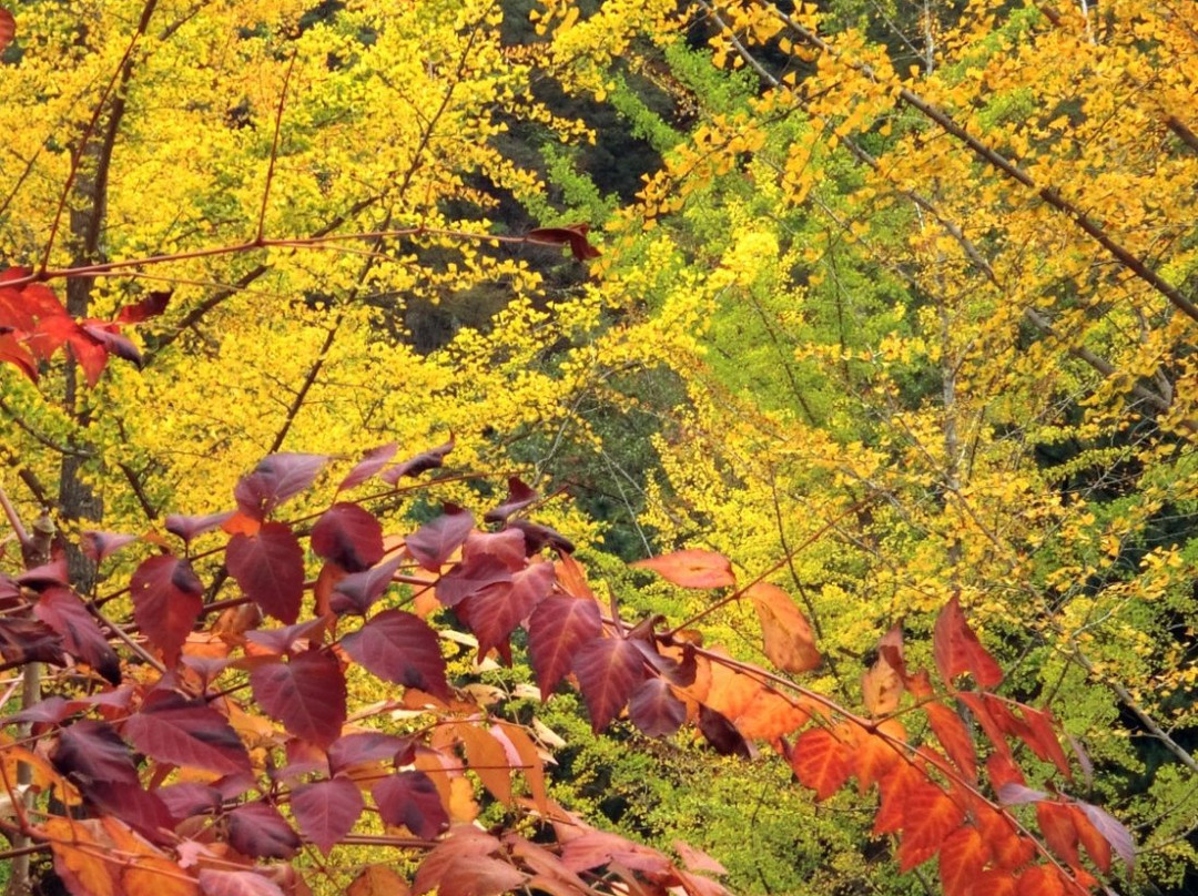 Hongcheon Ginkgo Forest-洪川郡必去景点