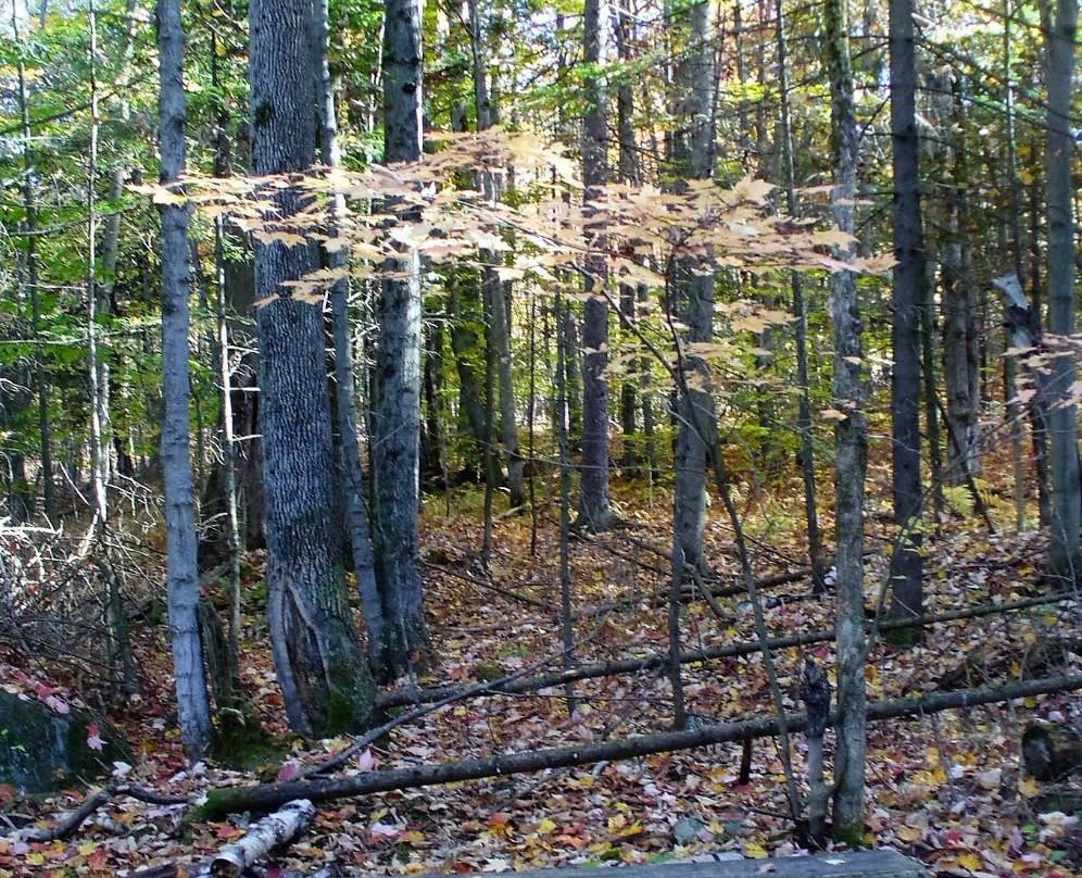 Parc du Bois-Beckett-舍布鲁克必去景点