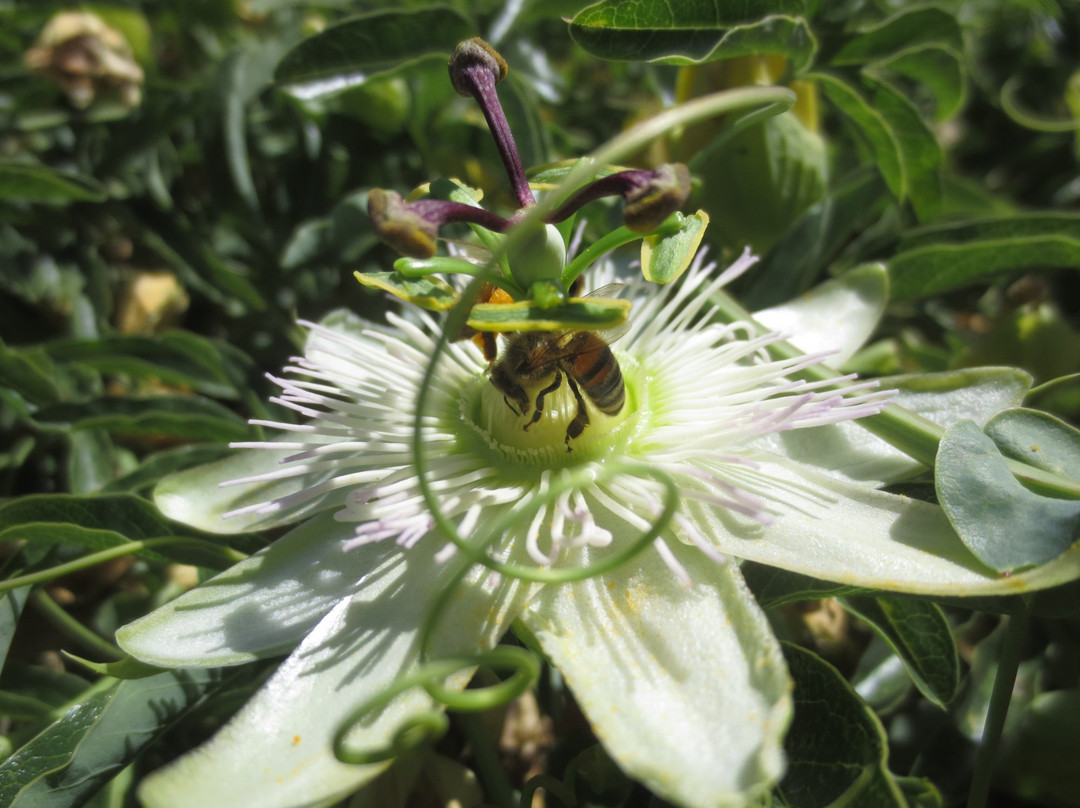 Sherwood Demonstration Garden-普莱瑟维尔必去景点