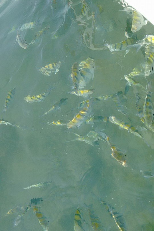 Cancuncito Reserva Arrecifal-韦拉克鲁斯必去景点